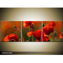 Trojdielna sada moderných obrazov o rozmere 150x50 cm s motívom kvetov