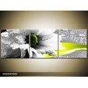 Trojdielna sada moderných obrazov o rozmere 150x50 cm s motívom kvetov
