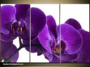 Trojdielna sada moderných obrazov o rozmere 90x60 cm s motívom kvetov